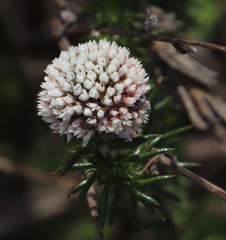 Metalasia pulchella