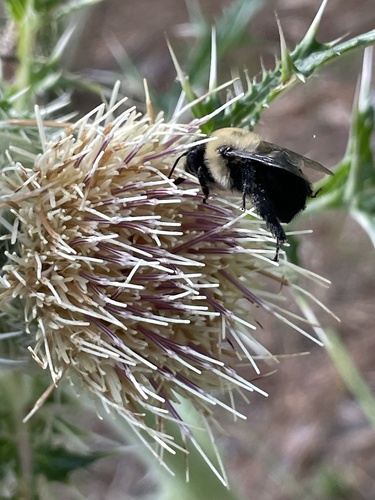 Abrupt Digger Bee photo 5