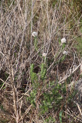 Metalasia pulchella