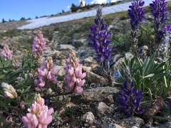 Lupinus lepidus ramosus
