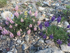 Lupinus lepidus ramosus