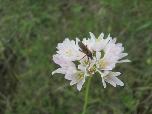 Empis tessellata photo 4