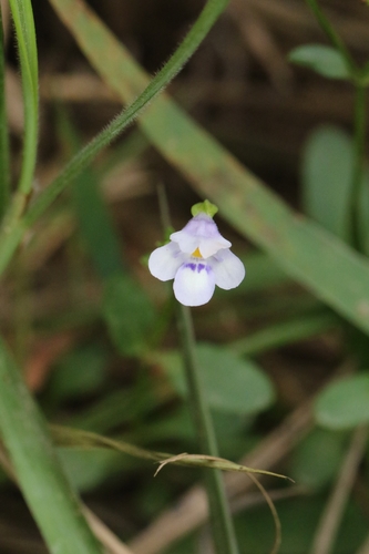 Image of Oblong False Pimpernel (Torenia oblonga) by no rights reserved