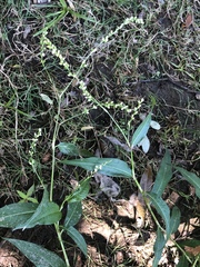 Persicaria