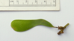 Machaerium condensatum