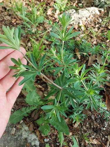 Image of Galium sylvaticum by no rights reserved