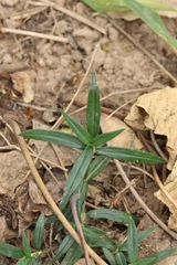 Whorled Buckwheat (Scleromitrion verticillatum)