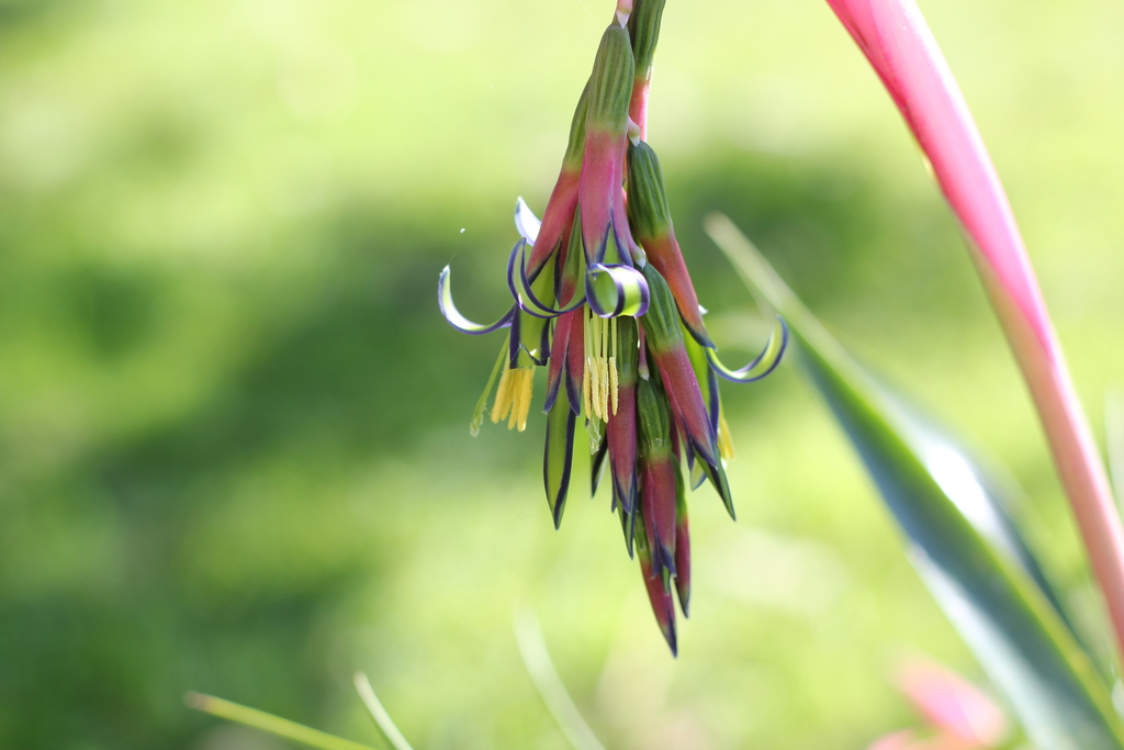 Billbergia nutans