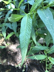 Persicaria