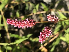 Persicaria