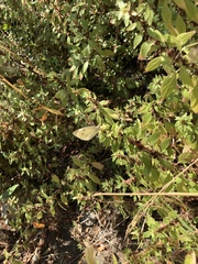 Pieris rapae