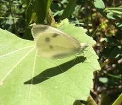Pieris rapae