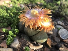 Pleiospilos
