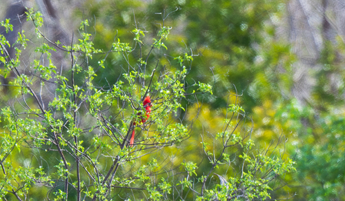 Northern Cardinal photographed in California