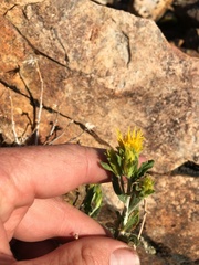 Ericameria discoidea discoidea