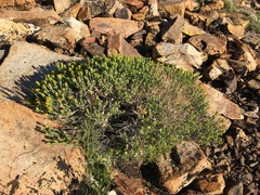 Ericameria discoidea discoidea