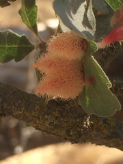 Andricus crystallinus