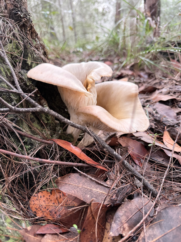 Omphalotus nidiformis · April 2025 · photo: © mulgara (iNaturalist, cc0)