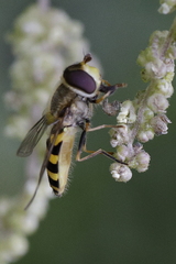 Syrphus vitripennis