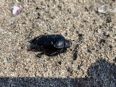 Scarabaeus semipunctatus
