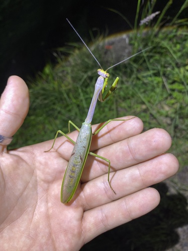 Avocado Mantis