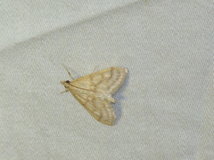 Paracorsia repandalis