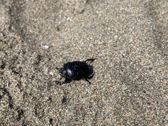 Scarabaeus semipunctatus