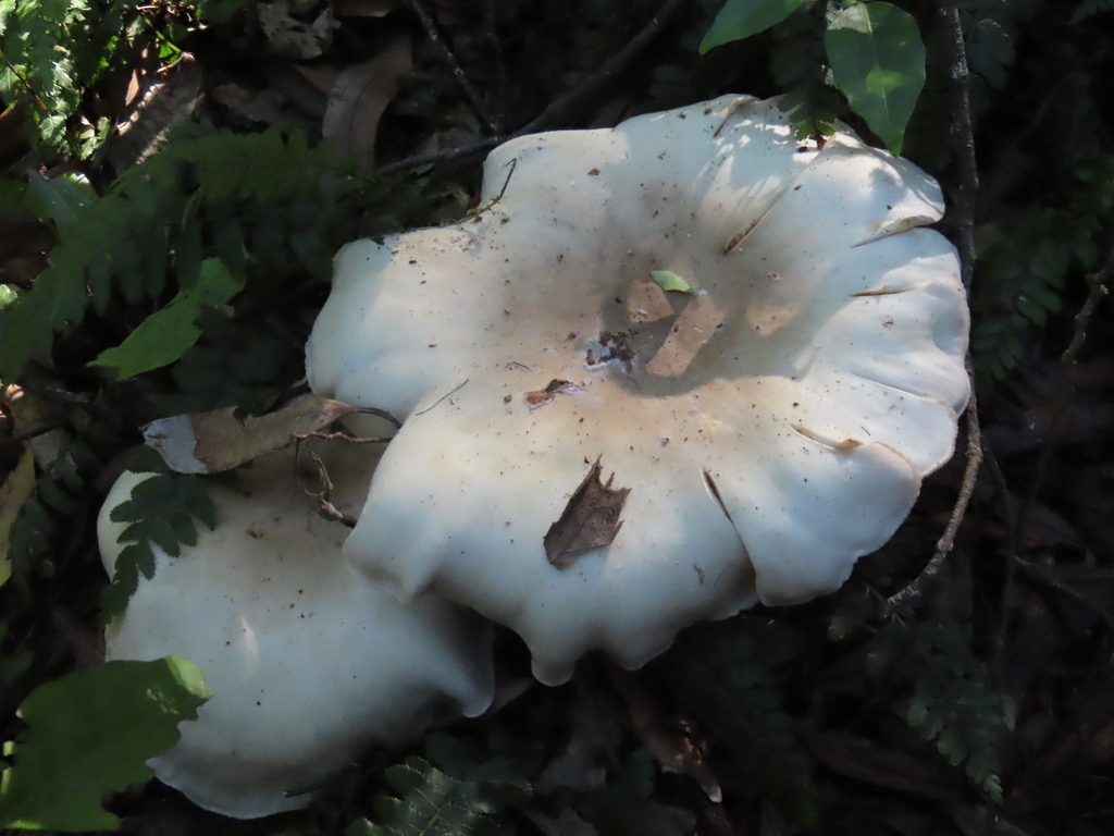 Clitocybe nebularis · April 2025 · photo: © dianne_and_gordon_purdie (iNaturalist, cc0)