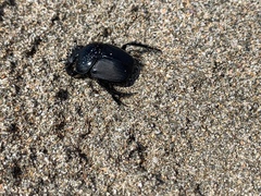 Scarabaeus semipunctatus