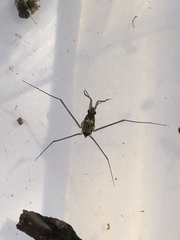 Gerridae