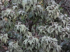 Ruizia cordata