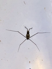 Gerridae