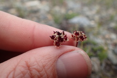 Micranthes aprica
