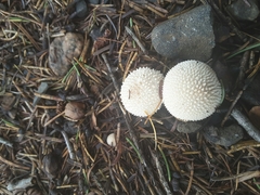 Lycoperdon pulcherrimum