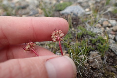 Micranthes aprica