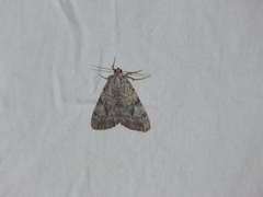 Catocala amica