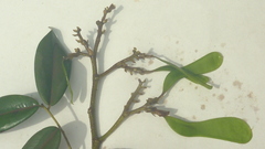 Machaerium condensatum