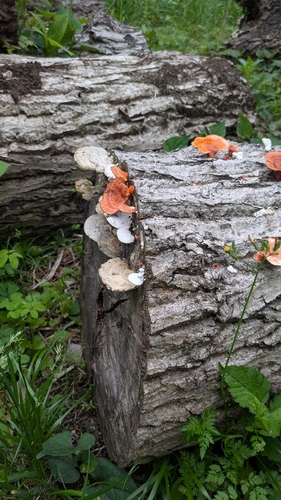 Trametes coccinea