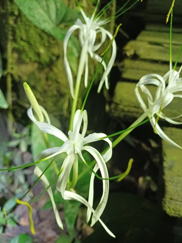 Foto de Lírio-aranha