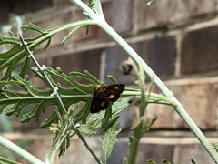 Pyrausta orphisalis