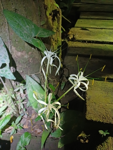 Foto de Lírio-aranha
