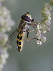 Syrphus vitripennis