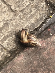 Lissachatina fulica