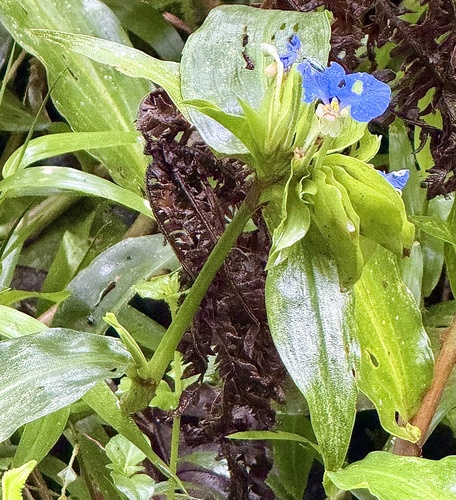 Commelina obliqua, photograph 5