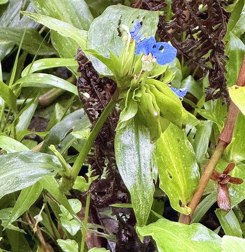 Commelina obliqua, photograph 4