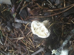 Lycoperdon pulcherrimum