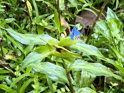 Commelina obliqua, photograph 6