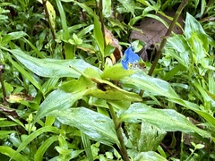 Commelina obliqua, photograph Irene, CC0, iNaturalist via GBIF