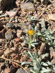 Raillardella argentea