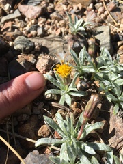 Raillardella argentea